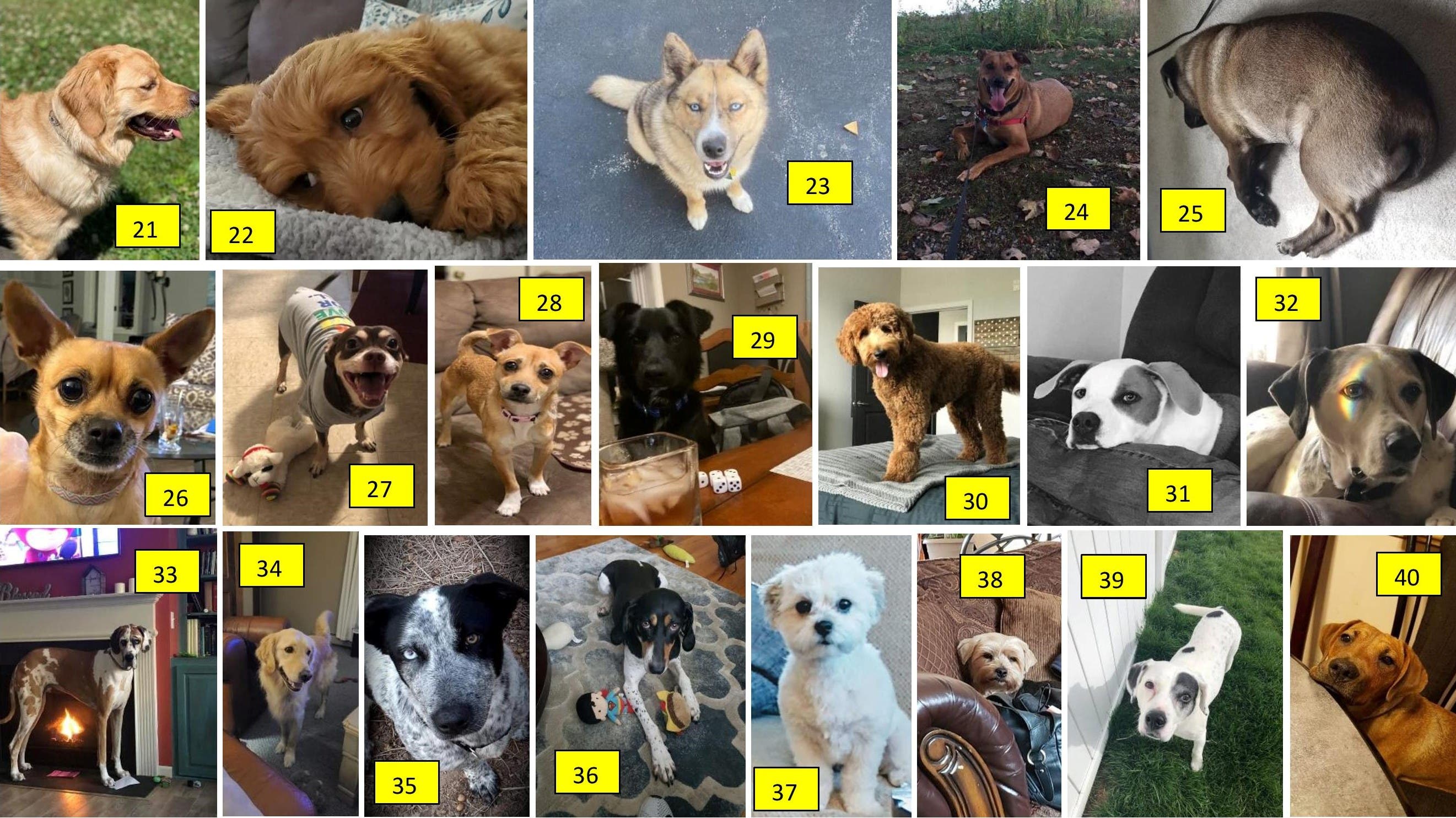 Simple Facebook Request Turns Into a Cute Canine Contest Enfield, CT